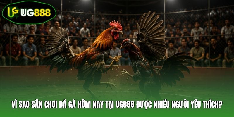 Vì sao sân chơi đá gà hôm nay tại UG888 được nhiều người yêu thích? Vì sao sân chơi đá gà hôm nay tại UG888 được nhiều người yêu thích?